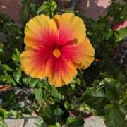 ヒメ日記 2025/10/27 11:26 投稿 りょう 豊満熟女