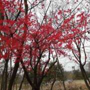 ヒメ日記 2025/11/06 10:16 投稿 りょう 豊満熟女