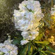 ヒメ日記 2025/11/29 11:26 投稿 りょう 豊満熟女