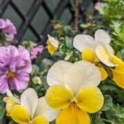 ヒメ日記 2025/12/15 10:32 投稿 りょう 豊満熟女