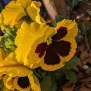 ヒメ日記 2026/01/24 15:20 投稿 りょう 豊満熟女