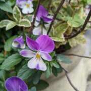 ヒメ日記 2026/01/31 14:18 投稿 りょう 豊満熟女