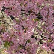 ヒメ日記 2026/03/15 10:14 投稿 りょう 豊満熟女