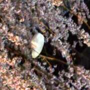 ヒメ日記 2026/03/30 10:30 投稿 りょう 豊満熟女