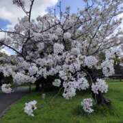 ヒメ日記 2026/04/11 10:00 投稿 りょう 豊満熟女