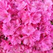 ヒメ日記 2026/04/18 15:00 投稿 りょう 豊満熟女