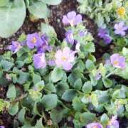 ヒメ日記 2025/03/14 17:03 投稿 宝井　葉月 Eternity～若妻の悪戯～（エタニティー）