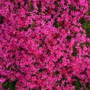 ヒメ日記 2025/04/14 22:12 投稿 まや ギン妻パラダイス京橋店