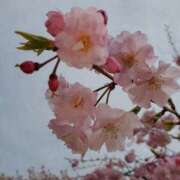 ヒメ日記 2025/04/17 07:01 投稿 まや ギン妻パラダイス京橋店