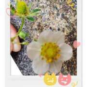 ヒメ日記 2025/04/17 07:17 投稿 まや ギン妻パラダイス京橋店