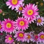 ヒメ日記 2025/04/18 21:45 投稿 まや ギン妻パラダイス京橋店