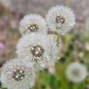 ヒメ日記 2025/04/25 08:10 投稿 まや ギン妻パラダイス京橋店