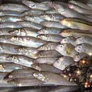 ヒメ日記 2025/08/31 17:55 投稿 まや ギン妻パラダイス京橋店