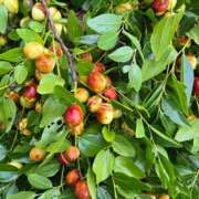 ヒメ日記 2025/09/07 17:41 投稿 まや ギン妻パラダイス京橋店