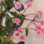 まや ★ドナドナ・・・★ ギン妻パラダイス京橋店