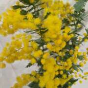 まや ♡ミモザの日♡ ギン妻パラダイス京橋店