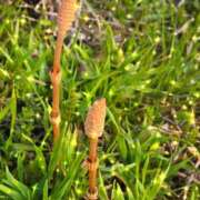 ヒメ日記 2026/03/27 20:16 投稿 まや ギン妻パラダイス京橋店