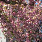 ヒメ日記 2026/04/11 11:57 投稿 まや ギン妻パラダイス京橋店