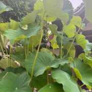 ヒメ日記 2025/07/23 13:13 投稿 鈴森あつこ コウテイ