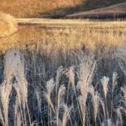 ヒメ日記 2025/10/25 09:11 投稿 成美 美桜-MIO- Casual Rich 5（カジュアルリッチファイブ）