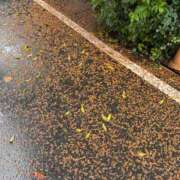 ヒメ日記 2025/11/09 11:36 投稿 成美 美桜-MIO- Casual Rich 5（カジュアルリッチファイブ）