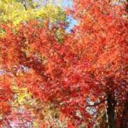 ヒメ日記 2025/12/01 08:36 投稿 成美 美桜-MIO- Casual Rich 5（カジュアルリッチファイブ）