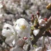 ヒメ日記 2026/04/03 13:03 投稿 にぃな セクシー(長崎)