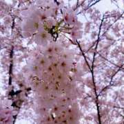 ヒメ日記 2025/04/07 14:23 投稿 爛（らん） 名古屋痴女性感フェチ倶楽部