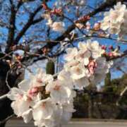 ヒメ日記 2025/04/10 08:25 投稿 とわ 熟女の風俗最終章 高崎店