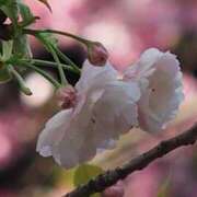 ヒメ日記 2026/03/30 10:00 投稿 ともみ 熟女の風俗最終章 町田店