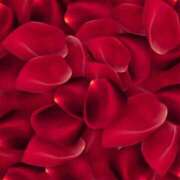 ヒメ日記 2025/11/14 16:21 投稿 莉羅◇りら 人妻吐息