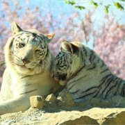 ヒメ日記 2025/03/04 09:08 投稿 いずみ 最高級 エロエロ奥様 松戸店