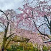 ヒメ日記 2026/04/01 18:25 投稿 雨宮ひとみ ハールブルク