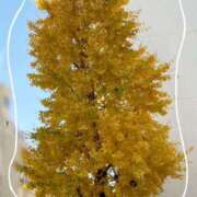 ヒメ日記 2024/12/07 12:04 投稿 あやの マダムハンズ神田店