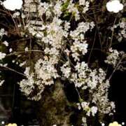 ヒメ日記 2025/03/30 12:18 投稿 あやの マダムハンズ神田店