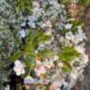 ヒメ日記 2025/04/08 14:43 投稿 あやの マダムハンズ神田店