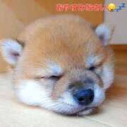 ヒメ日記 2025/04/03 04:43 投稿 まりほ 熟女の風俗最終章 八王子店