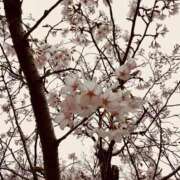 ヒメ日記 2025/04/05 10:57 投稿 まりほ 熟女の風俗最終章 八王子店