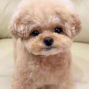 ヒメ日記 2024/12/17 13:23 投稿 まりほ 熟女の風俗最終章 立川店