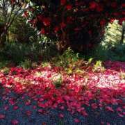 ヒメ日記 2025/05/08 10:16 投稿 あやめ 佐久上田人妻隊