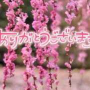 ヒメ日記 2026/03/02 20:49 投稿 あやめ 佐久上田人妻隊