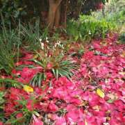 ヒメ日記 2026/04/05 09:50 投稿 あやめ 佐久上田人妻隊