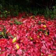 ヒメ日記 2026/04/05 15:09 投稿 あやめ 佐久上田人妻隊