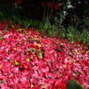 ヒメ日記 2026/04/05 22:31 投稿 あやめ 佐久上田人妻隊