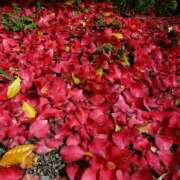 ヒメ日記 2026/04/05 22:40 投稿 あやめ 佐久上田人妻隊