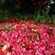 ヒメ日記 2026/04/05 22:45 投稿 あやめ 佐久上田人妻隊