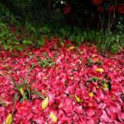 ヒメ日記 2026/04/16 09:59 投稿 あやめ 佐久上田人妻隊