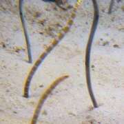 ヒメ日記 2025/04/24 09:27 投稿 マユミ キャンディ(鹿児島)