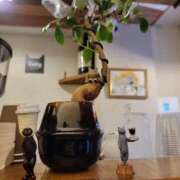 マユミ 出勤しました キャンディ(鹿児島)