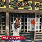 ヒメ日記 2024/04/14 06:35 投稿 桃瀬 ANECOTE